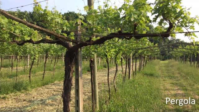 Second online wine tasting 