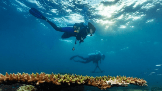 Red Sea corals - Bridging science & diplomacy in favor of the « Reefs of Hope »