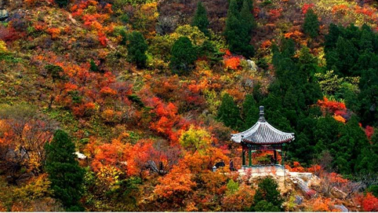 Autumn gathering in Beijing: hiking at Xiangshan Park